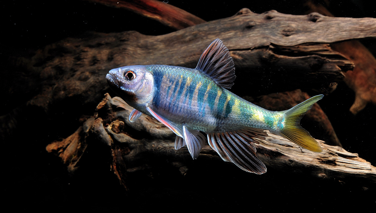 原生性感辣妹-第1章-图片1